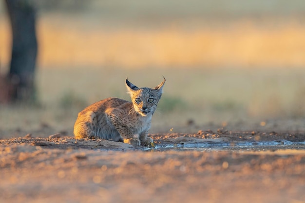 Пиренейская рысь (Lynx pardinus) Сьюдад-Реаль, Испания