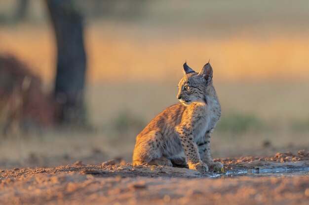 イベリア オオヤマネコ (Lynx pardinus) シウダー レアル、スペイン