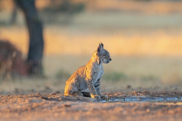 Iberian lynx (Lynx pardinus) 시우다드 레알, 스페인