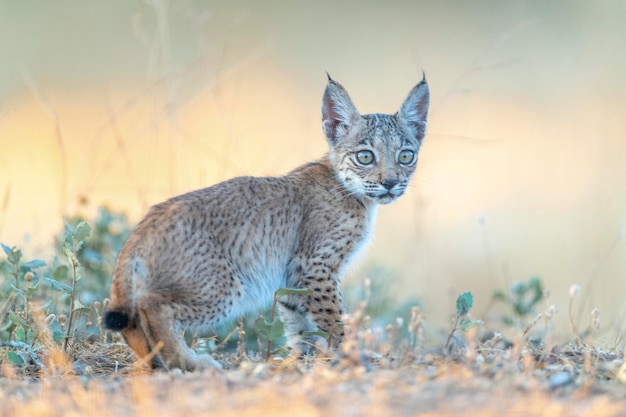 Пиренейская рысь (Lynx pardinus) Сьюдад-Реаль, Испания