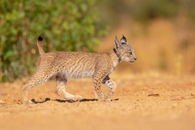 Iberian lynx (Lynx pardinus) 시우다드 레알, 스페인