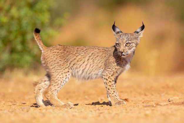 イベリア オオヤマネコ (Lynx pardinus) シウダー レアル、スペイン