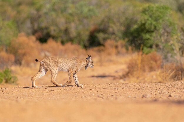 イベリア オオヤマネコ (Lynx pardinus) シウダー レアル、スペイン