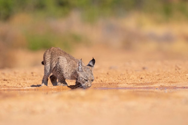 Iberian lynx (Lynx pardinus) 시우다드 레알, 스페인