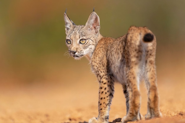 Фото Пиренейская рысь (lynx pardinus) сьюдад-реаль, испания