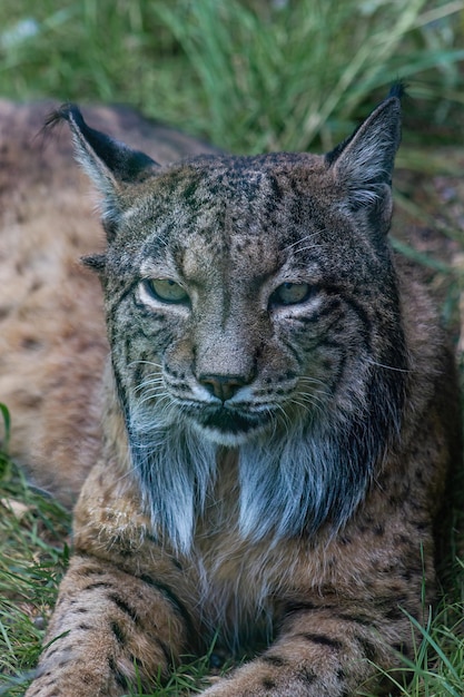 Iberian Lynx (Lynx pardinus) in a conservation center. Endemic species of the iberian peninsula