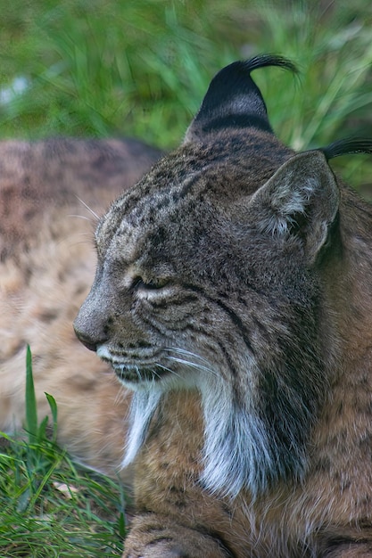 写真 保全センターのイベリア オオヤマネコ (lynx pardinus)。イベリア半島の固有種