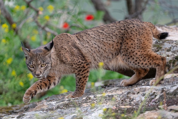 写真 イベリアン・リンクス (lynx pardinus) スペイン