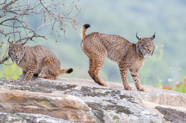Iberian lynx Lynx pardinus Jaen Spain