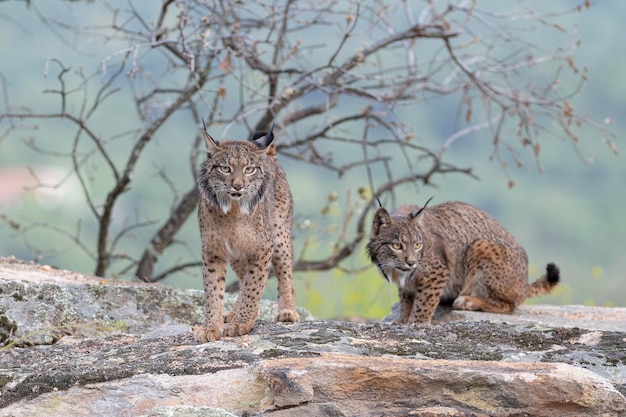 Iberian lynx Lynx pardinus Jaen Spain