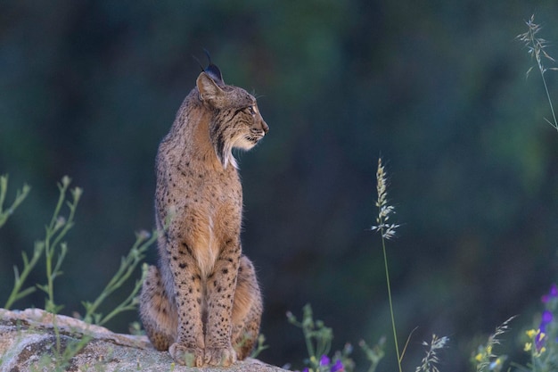 Iberian lynx Lynx pardinus Jaen Spain