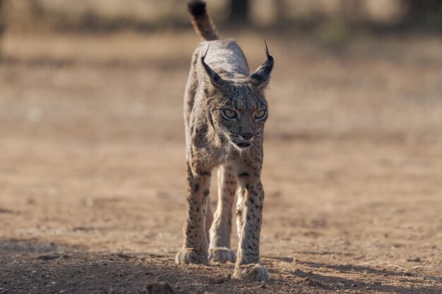 Иберийская рысь Lynx pardinus на испанском пастбище