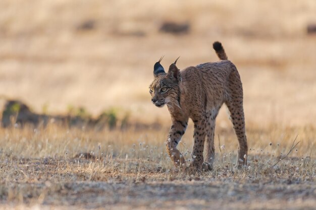 Иберийская рысь Lynx pardinus на испанском пастбище