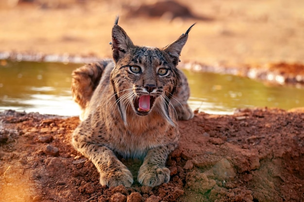 イベリア・リンクス・リンクス・パルディヌス野生猫 スペインのカスティラ・ラ・マンチャのイベリア半島に生息する