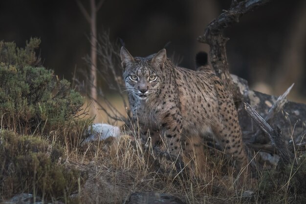 Iberian lynx, Lynx pardinus