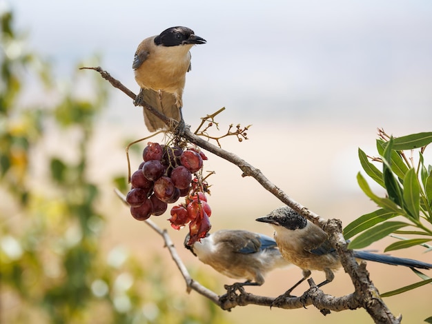 Иберийская сорока (Cyanopica cooki). Птицы едят виноград.