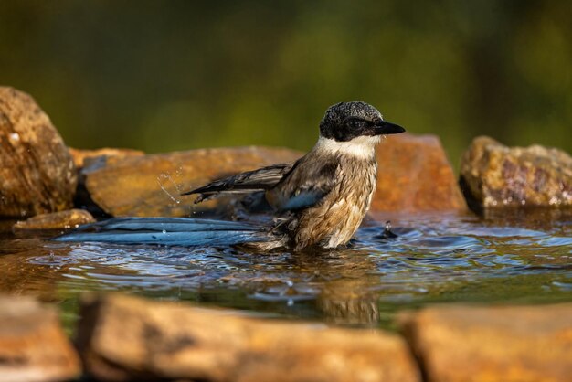 Iberian magpie Cyanopica cooki