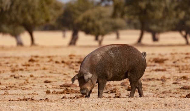 오크들 사이에서 방목하는 이베리아 돼지