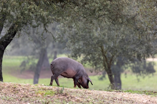 Iberian pig grazing