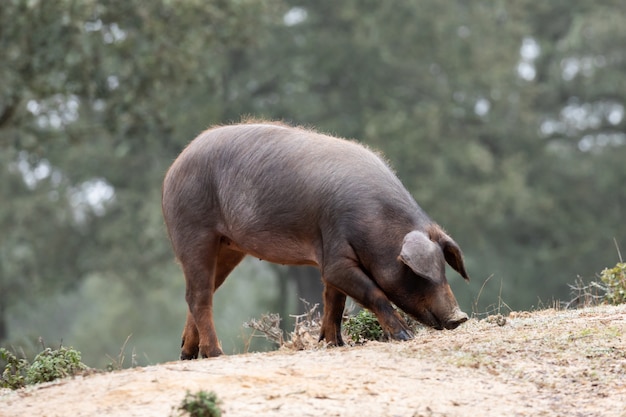 Photo iberian pig grazing