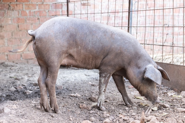 Iberian pig in the pig farm