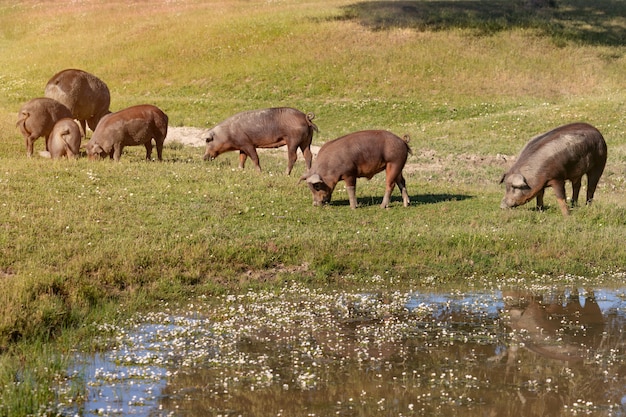 시골에서 방목하는 이베리아 돼지