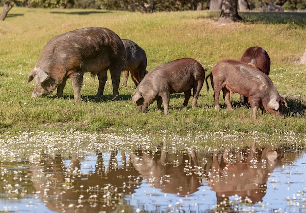 イベリコ豚が田舎で放牧