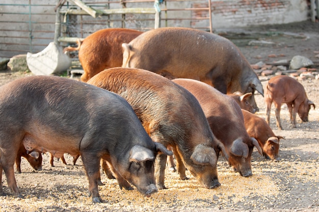 Iberian pigs grazing in a farm