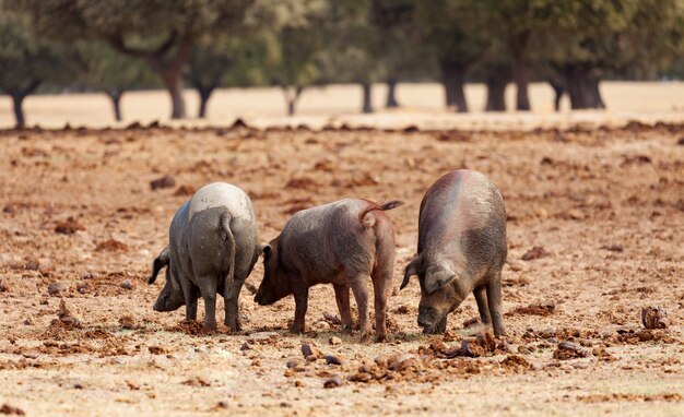 Iberian pigs grazing among the oaks  