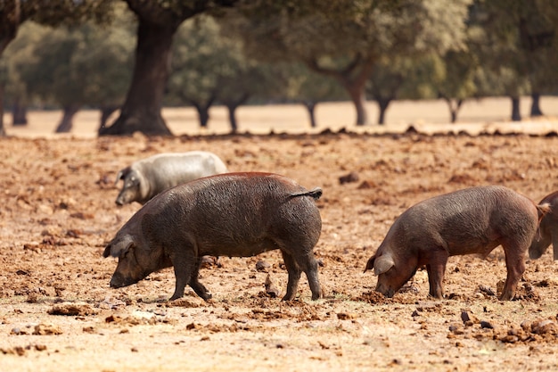 Iberian pigs grazing among the oaks  