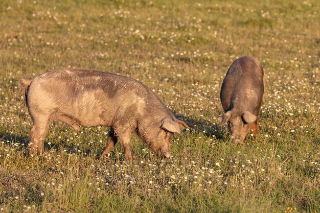 Iberian pigs grazing  