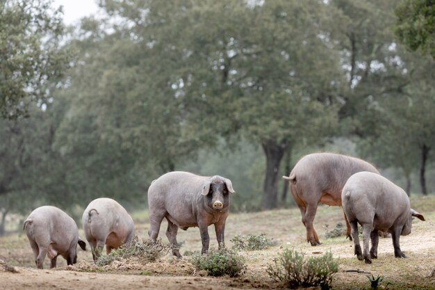 Iberian pigs grazing