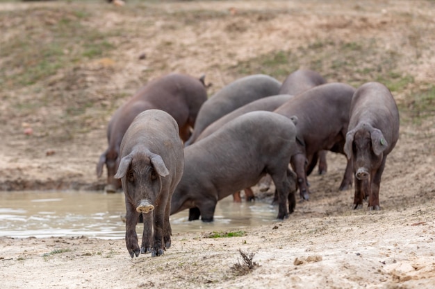 Iberian pigs grazing