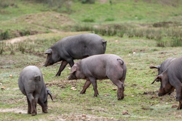 Iberian pigs grazing