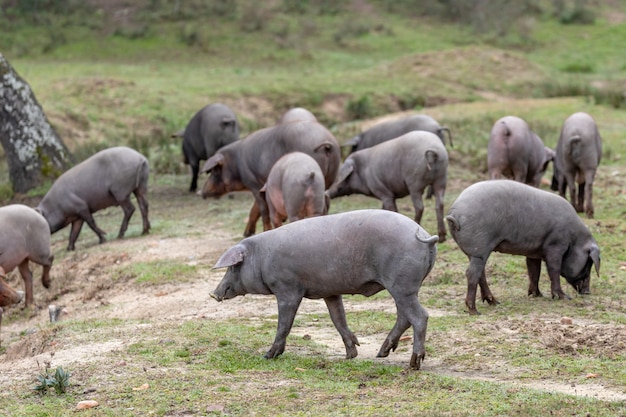 Iberian pigs grazing