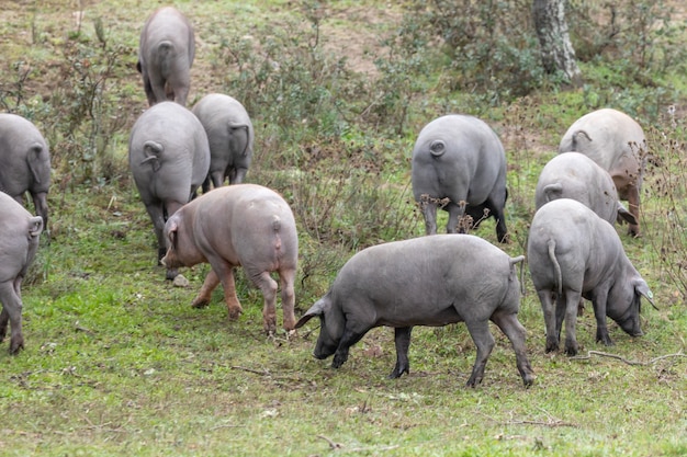 Iberian pigs grazing