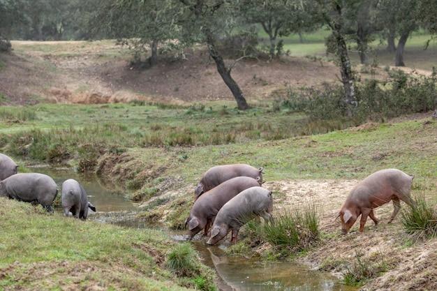 放牧イベリア豚