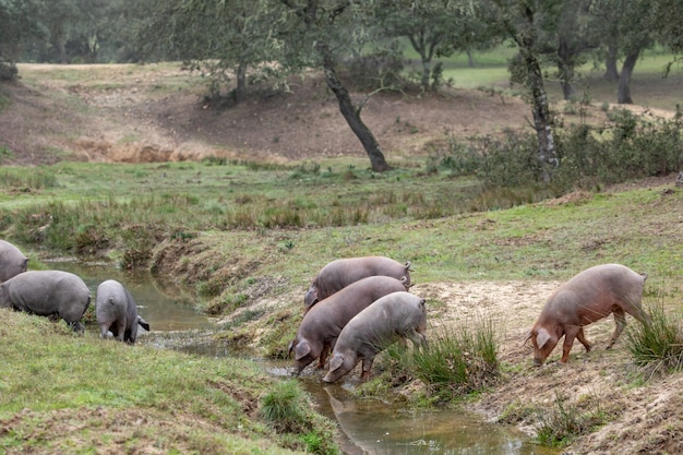 Iberian pigs grazing