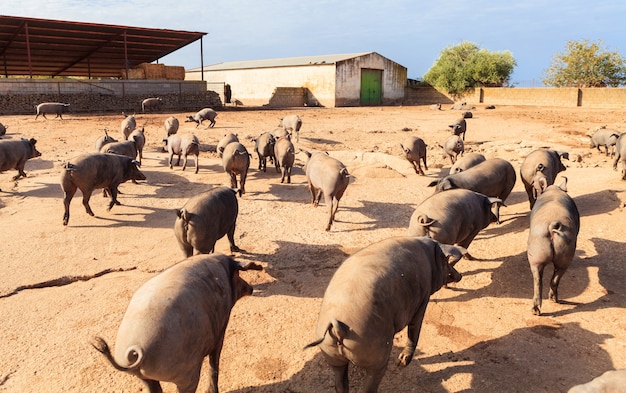 Iberian pigs