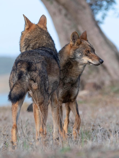 Иберийский волк Canis lupus signatus Замора Испания