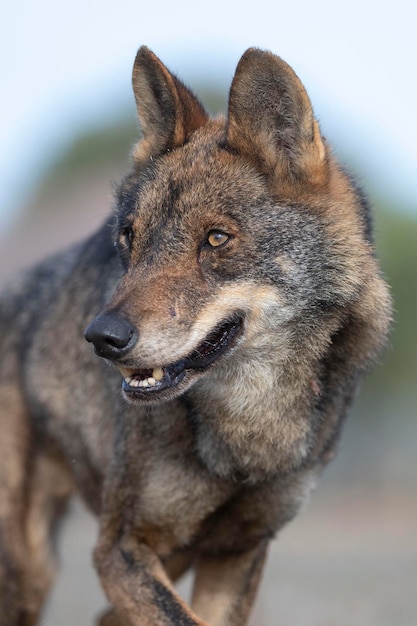 Иберийский волк Canis lupus signatus Замора Испания