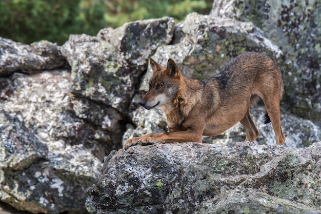 the Iberian wolf