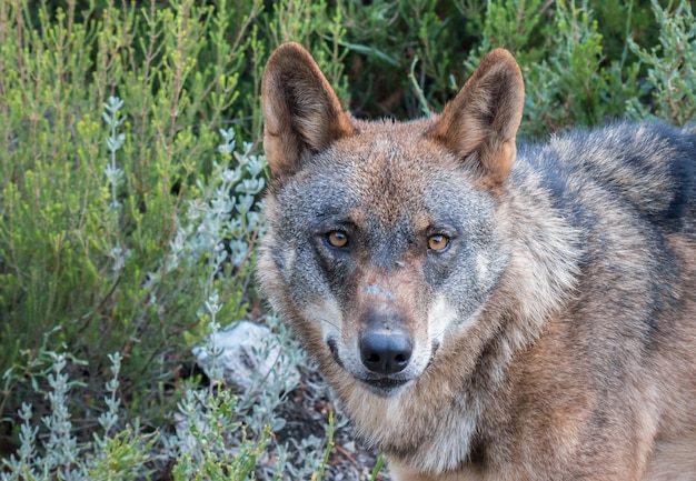 the Iberian wolf