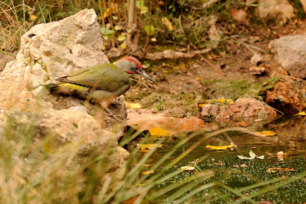 The Iberian woodpecker or simply Iberian woodpecker is a species of piciform bird of the Picidae