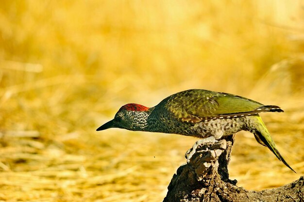 Photo the iberian woodpecker or simply iberian woodpecker is a species of piciform bird of the picidae