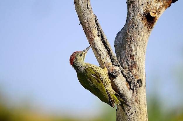 The Iberian woodpecker or simply Iberian woodpecker is a species of piciform bird of the Picidae