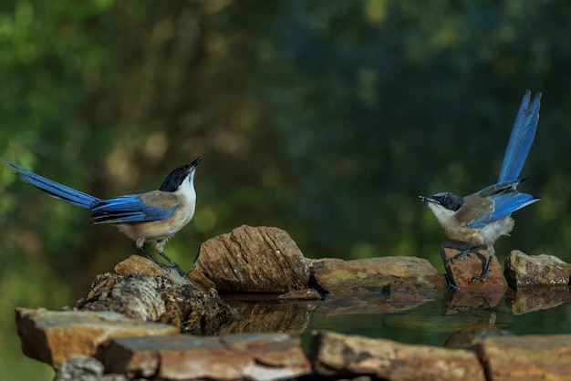 Iberische ekster Cyanopica cooki Vogels drinken in een kleine vijver