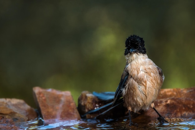 Iberische ekster Cyanopica cooki