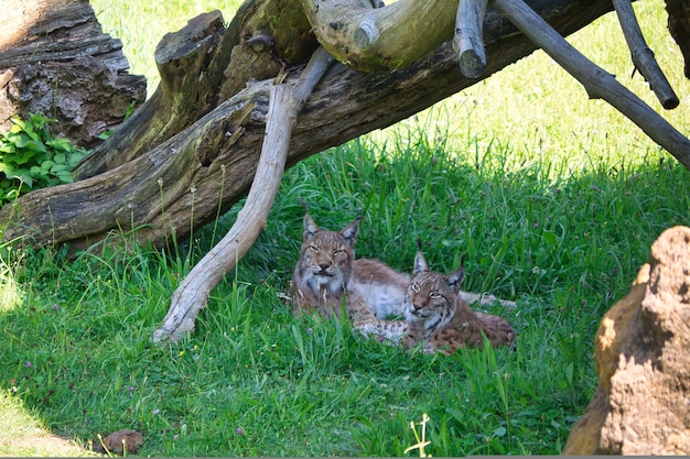 Iberische lynx in vrijheid