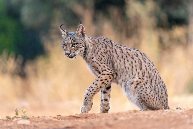 Iberische lynx Lynx pardinus Ciudad Real Spanje